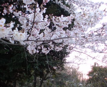 夕桜