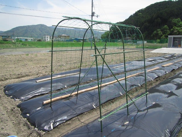小玉スイカ 空中栽培 大玉スイカの植え付け 大好き 野菜の時間