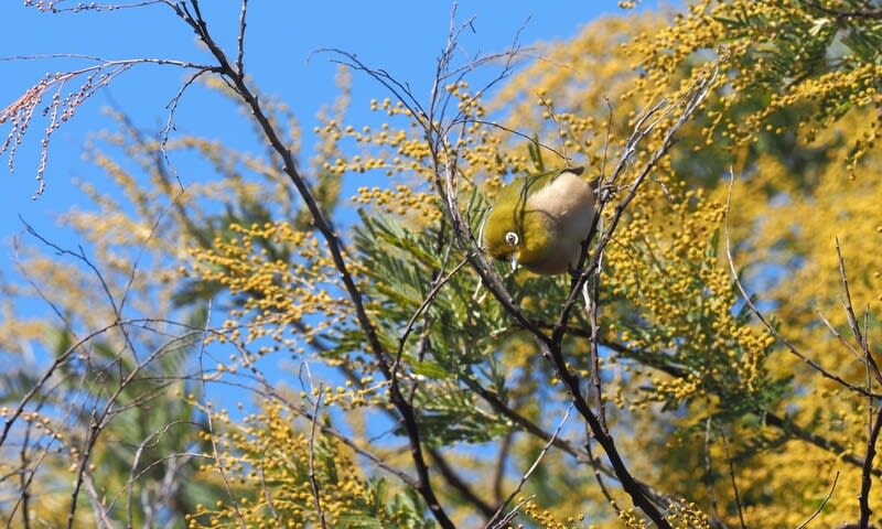 ミモザ ギンヨウアカシア の木にメジロが てんとう虫の歳時記 2