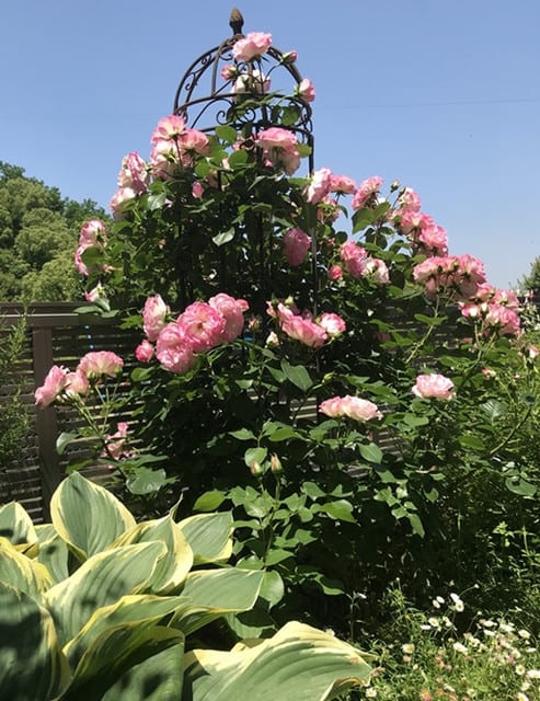 寒河江とストロベリーアイスと青空 寒河江とストロベリーアイスと青空