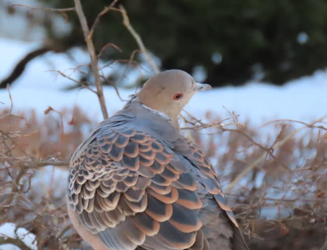 雪を背景にキジバト（雉鳩）