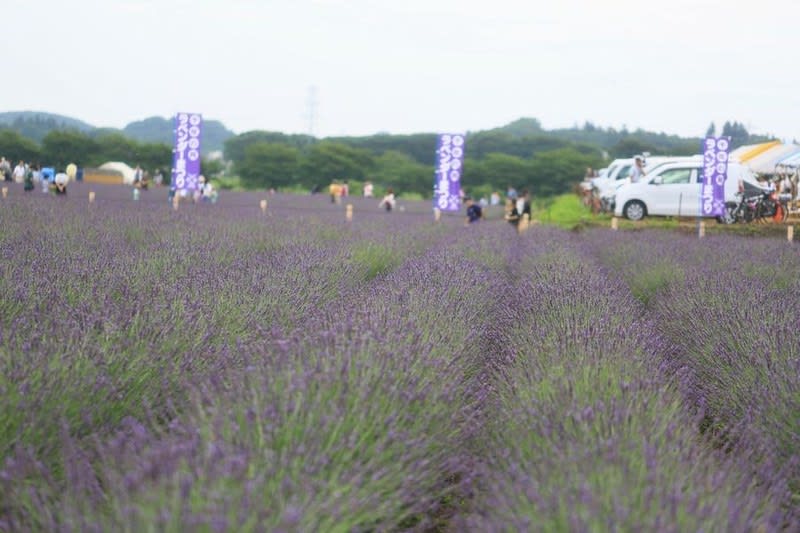 千年の苑 その 嵐山ラベンダー園 遊季野彩