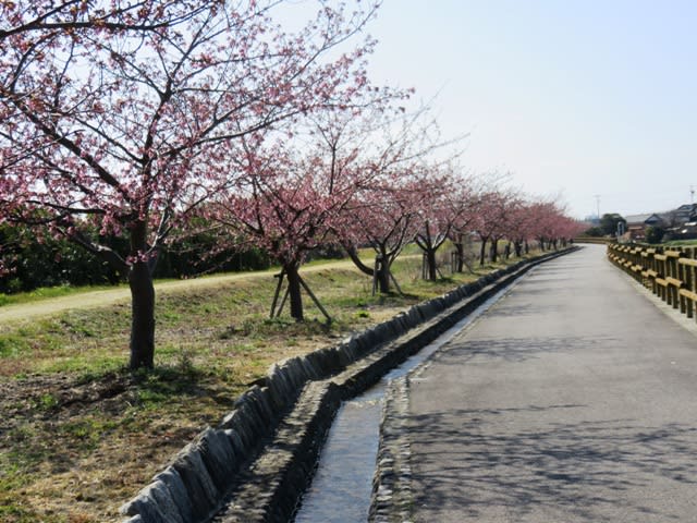 河津桜の画像