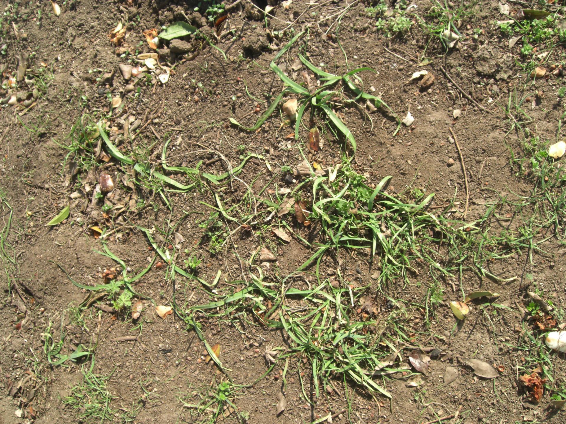ハタケニラ…最強の雑草な訳 ふくちゃんの庭仕事