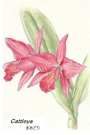 赤いカトレア イラスト でメリークリスマス 花を描いたポストカード