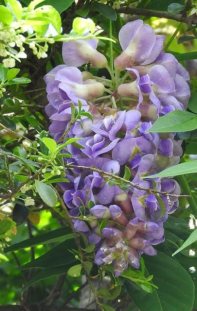 花 アメリカフジ Jinsen99gooblog 歡迎參觀我的部落格 花 アメリカフジ Jinsen99gooblog 歡迎參觀我的部落格