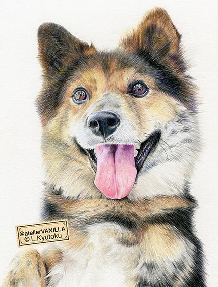 犬のイラスト 色鉛筆イラスト Atelier Vanilla Blog