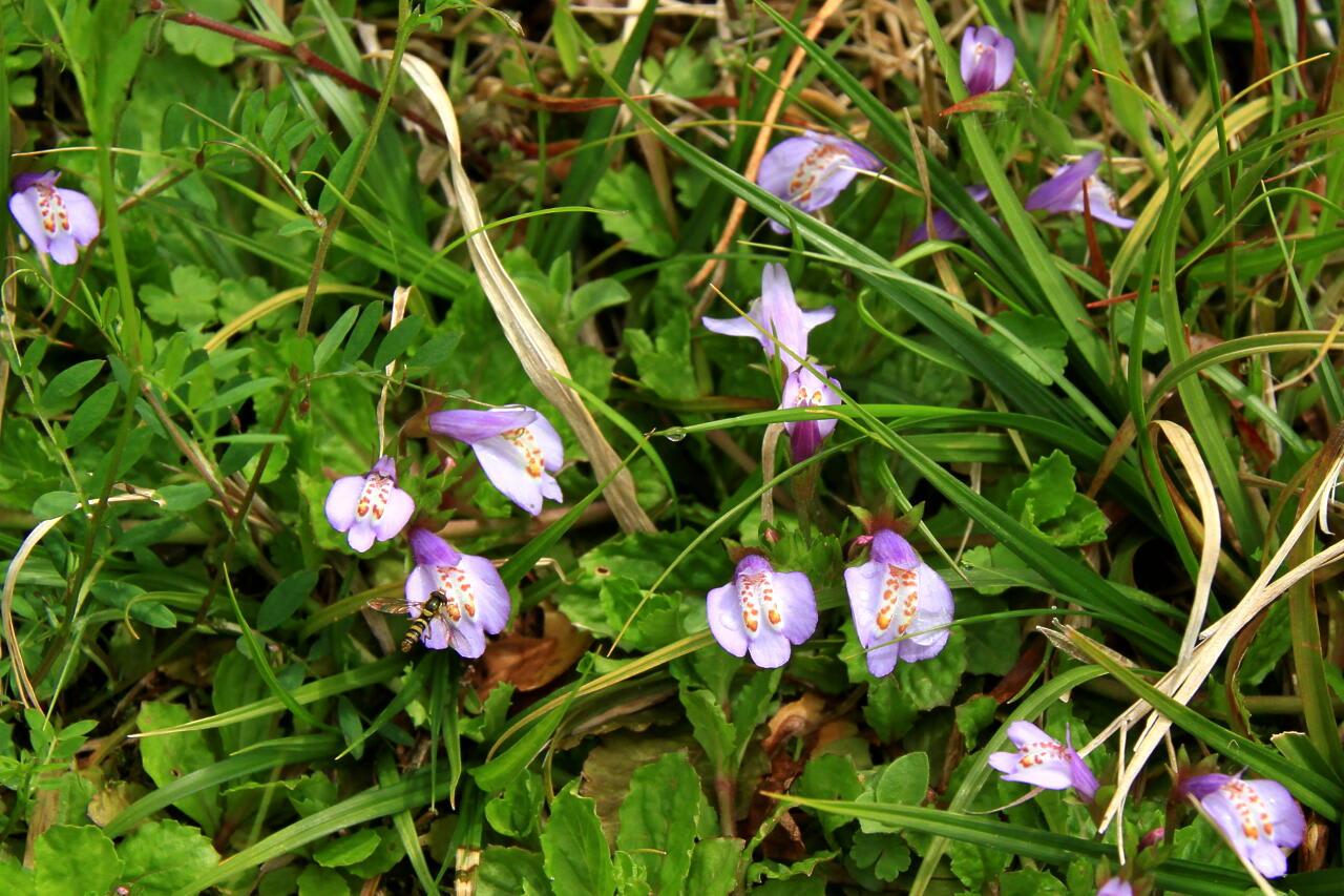 季節の花 いろいろ そのⅡの画像