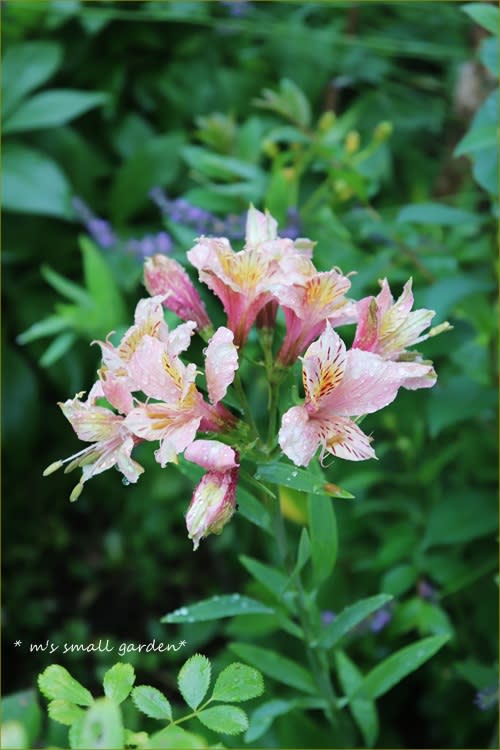 アストロメリアと緑の庭 ラベンダーのサシェ M S Small Garden Milky Mamaの小さな庭