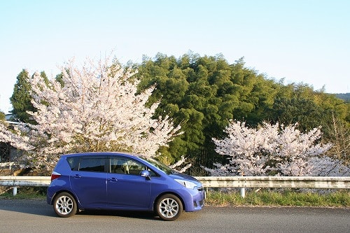 桜が散る前に その２ 古太郎のブログ