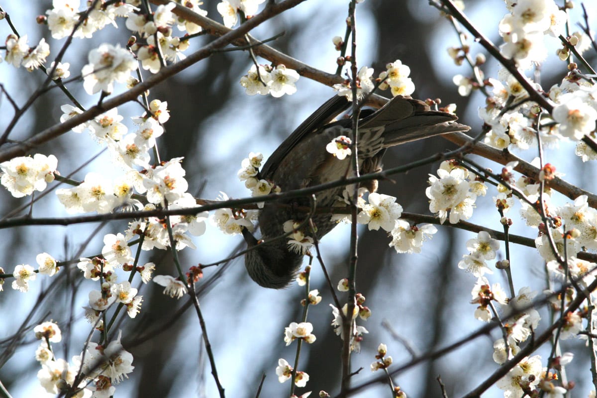 ヒヨドリがハチを食べる 野鳥日記
