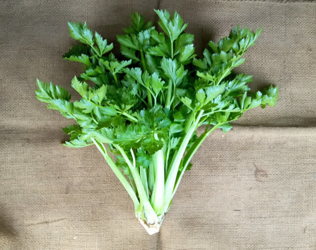 収穫 山畑で野菜作り 収穫 山畑で野菜作り