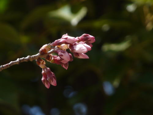 松本城の桜　ヒガンザクラ