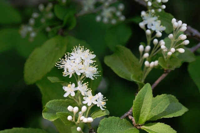 サワフタギ 白い小さな花がびっしりと咲く フルートおじさんの八ヶ岳日記