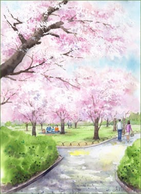 白菜 事業内容 保持 桜 イラスト 色鉛筆 Slowdays Net