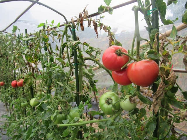 トマト連続摘芯栽培は第10花房の収穫が間もなく終了 里山悠々録
