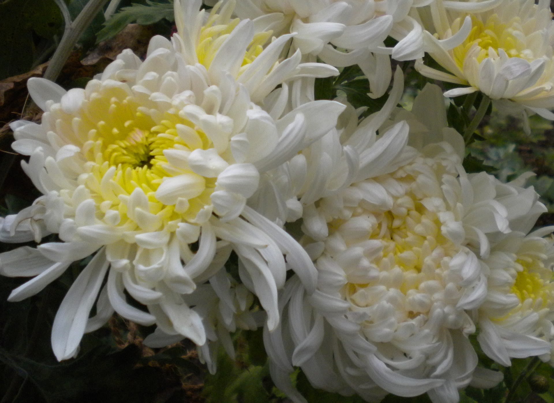 母の庭の花々 キク 16 Part6 菊の種類 作家 井上香織 Official Blog
