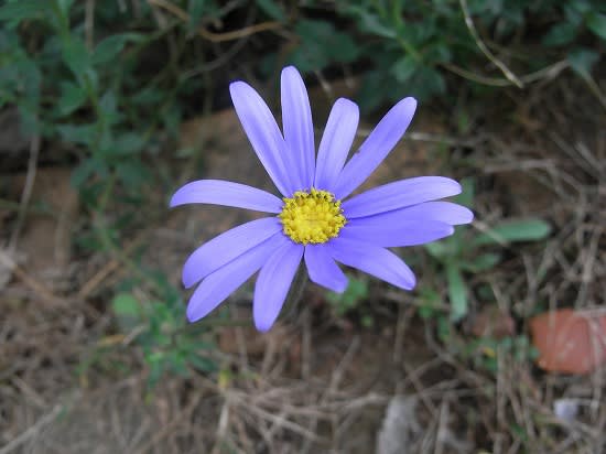 薄紫の花 グレンおばさんのお花畑