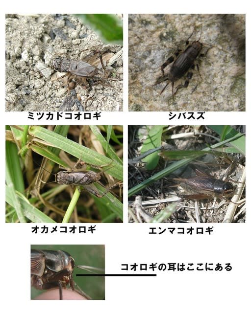 コオロギのなかま 野生生物を調査研究する会活動記録