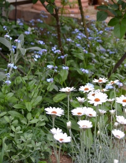 クレマチス モンタナ系 スノーフレーク やヒメウツギが咲き始めました Haruの庭の花日記 Haru S Garden Diary クレマチス モンタナ系 スノーフレーク やヒメウツギが咲き始めました Haruの庭の花日記 Haru S Garden Diary