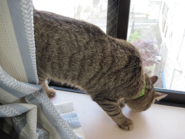 イメージ 2