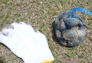 亘理 鳥の海の潮干狩り おんせんたまごの温泉日記