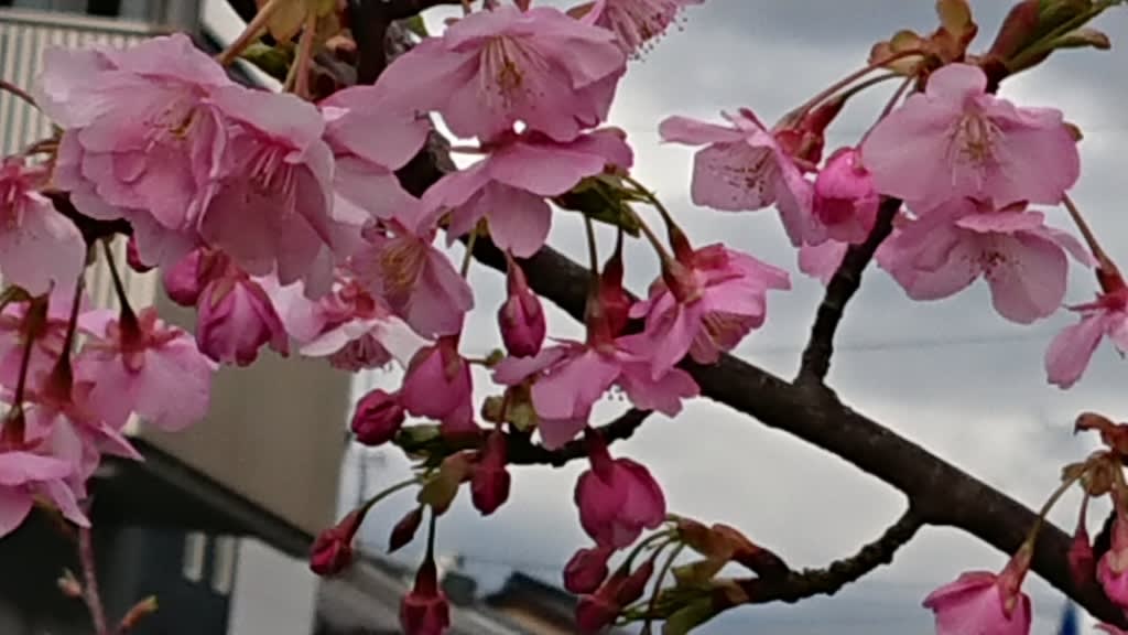 サイタサイタ 早咲きのサクラ ｆｒｏｎｔiｅｒ