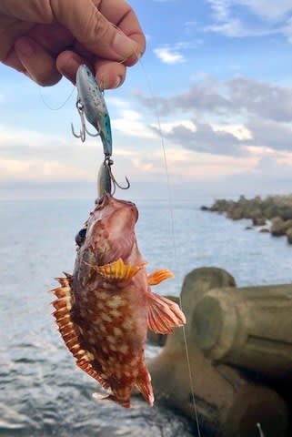 カサゴ 徒然なるままに カサゴ 徒然なるままに