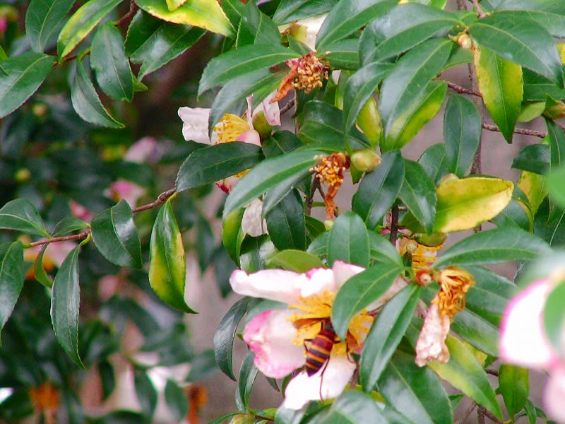 サザンカ の花が咲き出していました ダッペの悠友ライフ