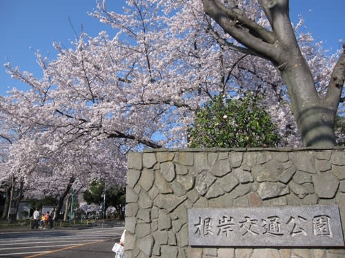 横須賀桜巡りvol 2 根岸交通公園 横須賀市 いつでもお出かけ日和