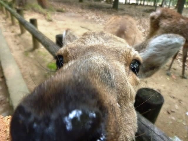 奈良公園の可愛い鹿と遊ぶ コージおじさんの 出来事日誌