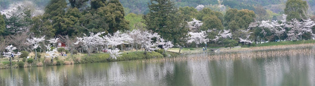 大覚寺 大沢池の桜 Snowの京都散策