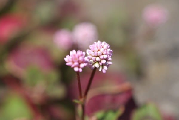 ヒメツルソバ 生命力にあふれる小さな花は10月16日の誕生花 Aiグッチ のつぶやき