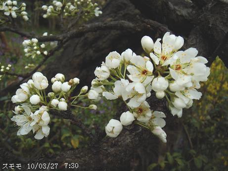 スモモ プラム の白い花 里山コスモスブログ