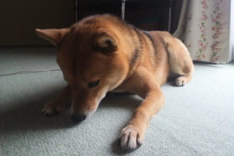 ビスケットタイプのフィラリア薬 まめしばrocoちゃん ビスケットタイプのフィラリア薬 まめしばrocoちゃん