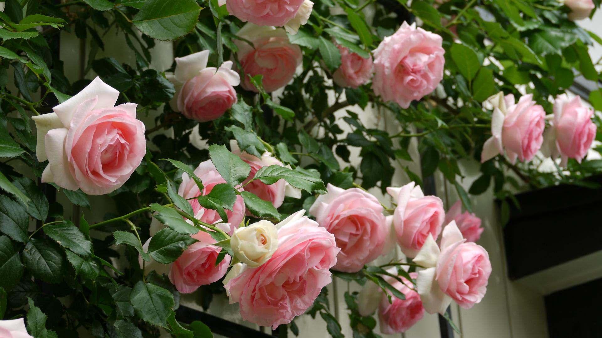 つる薔薇をきれいに咲かせるためには まず下地 誘引 をきれいに 癒しの庭
