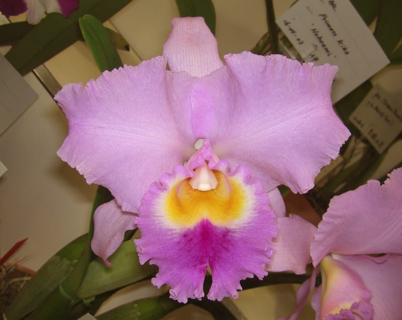 開店祝い Crown ○Rlc. Princess カトログ - Dawn' Masako'Mishima 置物