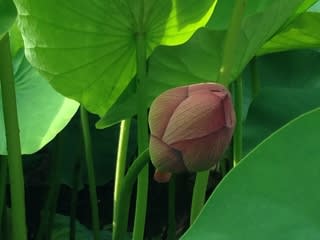 力を抜く心地よさを味わう 5月のヒーリングヨガ Eriko Yoga Class ヨガ 海老名 力を抜く心地よさを味わう 5月のヒーリングヨガ Eriko Yoga Class ヨガ 海老名