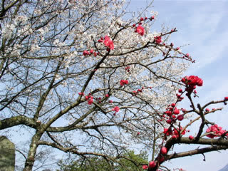 中津川市こども科学館前の桜