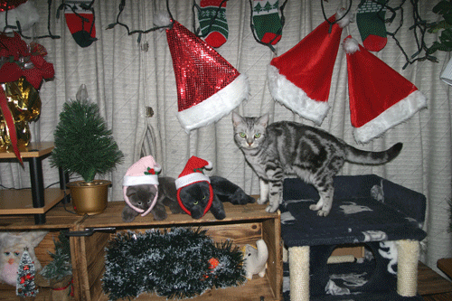 クリスマス装飾 バージョン1 猫にゃんにゃん クリスマス装飾 バージョン1 猫にゃんにゃん