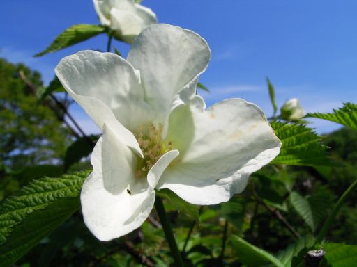 白山吹 の花 ダッペの悠友ライフ