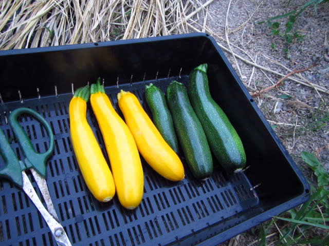 ズッキーニのずらし栽培 大好き 野菜の時間