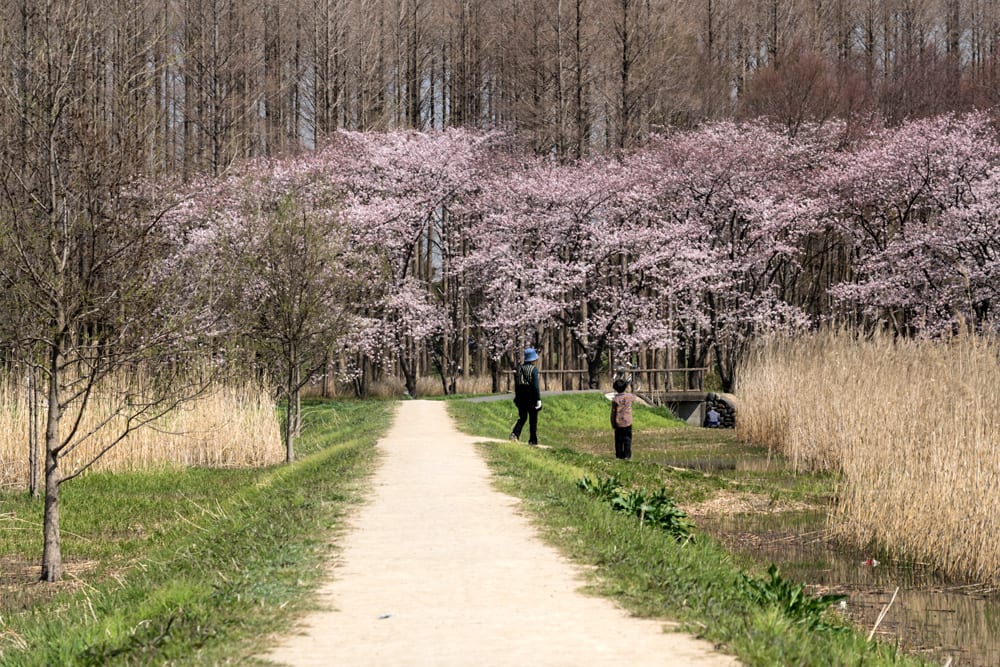 元 公園 桜 水 酒津公園の桜の2022年ライトアップや見頃や開花状況は？アクセスや駐車場は？
