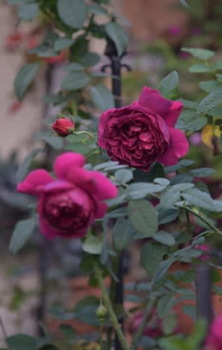 晩秋には ダークレッド ダーククリムゾンのバラが美しい 小さな庭の小さな幸せ チャッピーのバラ庭より