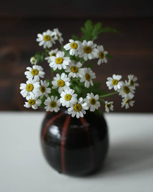マトリカリア シングルベグモ 野の花 365日をめざして マトリカリア シングルベグモ 野の花 365日をめざして