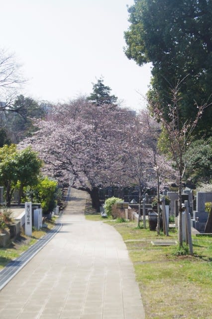 青山墓地の桜です - 東京都南青山｜おおした鍼灸院