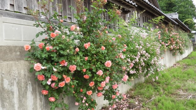 通販限定品 ヤフオク 手描き 満開の深紅iro薔薇 つる蔓バラ 上質 セール通販