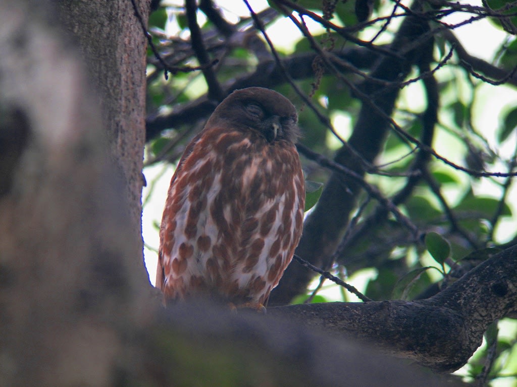 アオバズクの親子①の画像