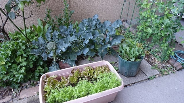 花壇に野菜 青ちゃんブログ