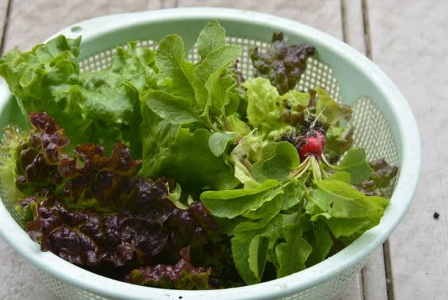 ベランダ菜園日誌 雨に濡れた新鮮リーフレタス収穫 小さな庭とベランダ菜園の楽しみ I Enjoy Gardening And Growing Vegetables